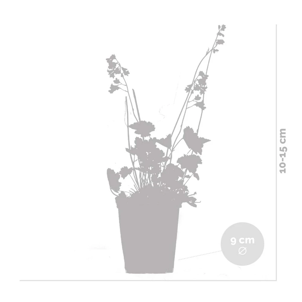 3x Heuchera Sanguinea 'splendens' - Campanule Pourpre - Vivace - Rustique – ⌀9 Cm - ↕10-15 Cm 4 3x Heuchera Sanguinea 'splendens' - Campanule Pourpre - Vivace - Rustique – ⌀9 Cm - ↕10-15 Cm – Image 4