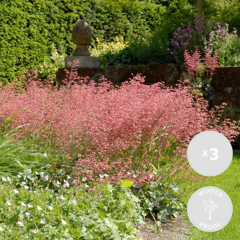 3x Heuchera Sanguinea 'splendens' - Campanule Pourpre - Vivace - Rustique – ⌀9 Cm - ↕10-15 Cm 1 3x Heuchera Sanguinea 'splendens' - Campanule Pourpre - Vivace - Rustique – ⌀9 Cm - ↕10-15 Cm