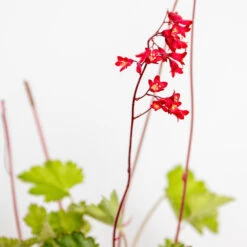 3x Heuchera Sanguinea 'splendens' - Campanule Pourpre - Vivace - Rustique – ⌀9 Cm - ↕10-15 Cm 9 3x Heuchera Sanguinea 'splendens' - Campanule Pourpre - Vivace - Rustique – ⌀9 Cm - ↕10-15 Cm -Emerald Soldes 640b753b768c33.89146621