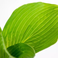 3x Hosta Sieboldiana 'elegans' - Lys Coeur - Vivace - Rustique – ⌀9 Cm - ↕10-15 Cm -Emerald Soldes 640b754a86d113.21119952