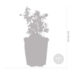 Geranium Sanguineum - Géranium Sanguin - Plante D'extérieur - Peu D'entretien – ⌀9 Cm - ↕10-15 Cm -Emerald Soldes 640b754bb7edf8.96905081