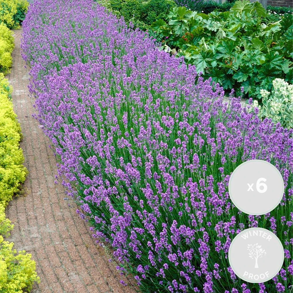 6x Lavandula Angustifolia 'ardèche' - Lavande - Arbuste - Rustique – ⌀12 Cm - ↕20-25 Cm 2 6x Lavandula Angustifolia 'ardèche' - Lavande - Arbuste - Rustique – ⌀12 Cm - ↕20-25 Cm – Image 2
