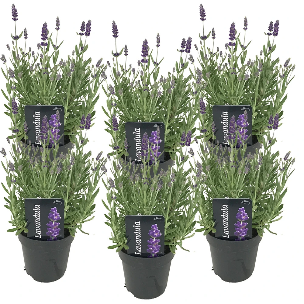 6x Lavandula Angustifolia 'ardèche' - Lavande - Arbuste - Rustique – ⌀12 Cm - ↕20-25 Cm 1 6x Lavandula Angustifolia 'ardèche' - Lavande - Arbuste - Rustique – ⌀12 Cm - ↕20-25 Cm