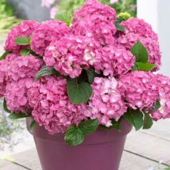 3x Hydrangea Macrophylla Mix – Hortensia – Arbuste - Rustique – ⌀10.5 Cm - ↕20-25 Cm -Emerald Soldes 640b755130da50.05303611