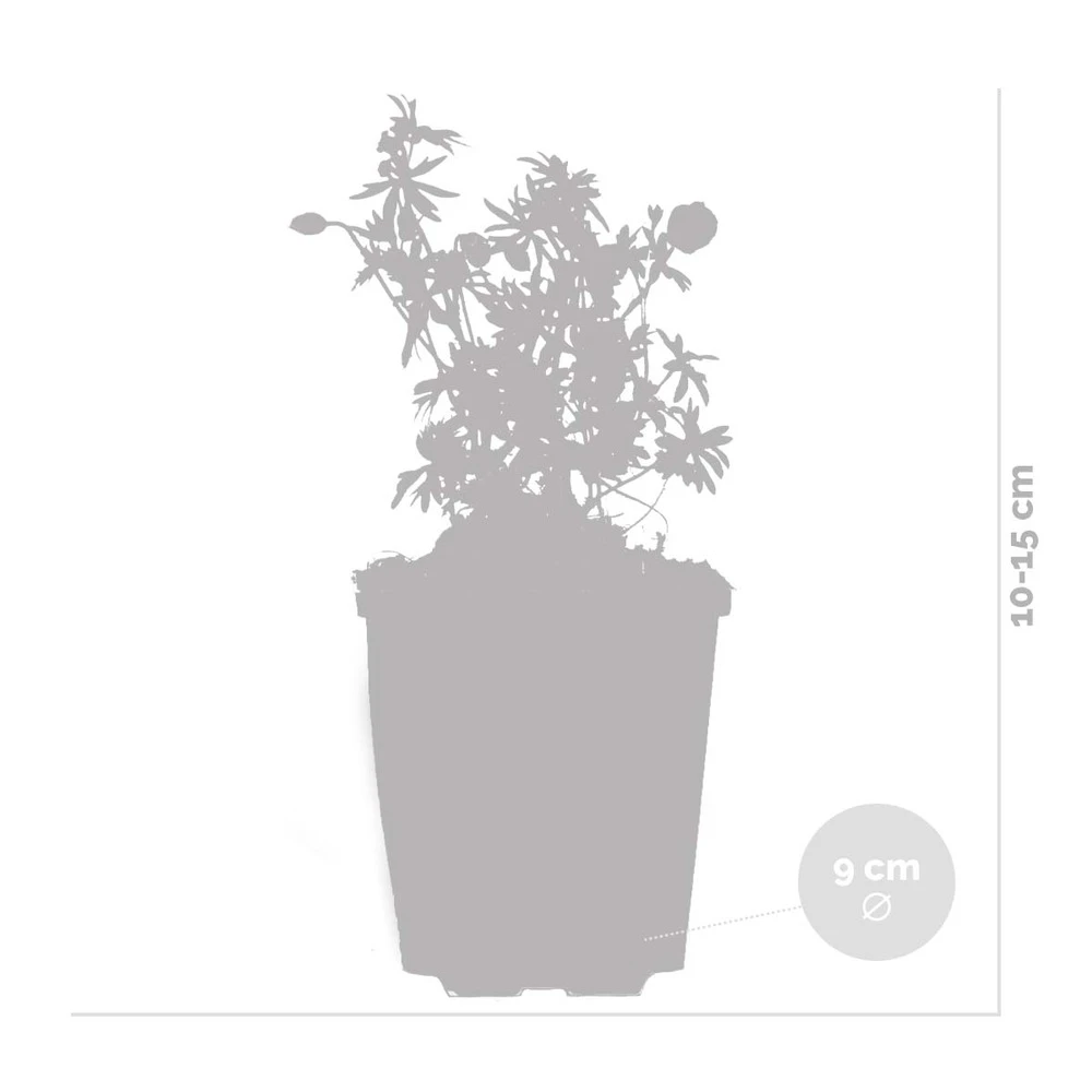 6x Geranium Sanguineum - Géranium Sanguin - Plante D'extérieur - Peu D'entretien – ⌀9 Cm - ↕10-15 Cm 4 6x Geranium Sanguineum - Géranium Sanguin - Plante D'extérieur - Peu D'entretien – ⌀9 Cm - ↕10-15 Cm – Image 4