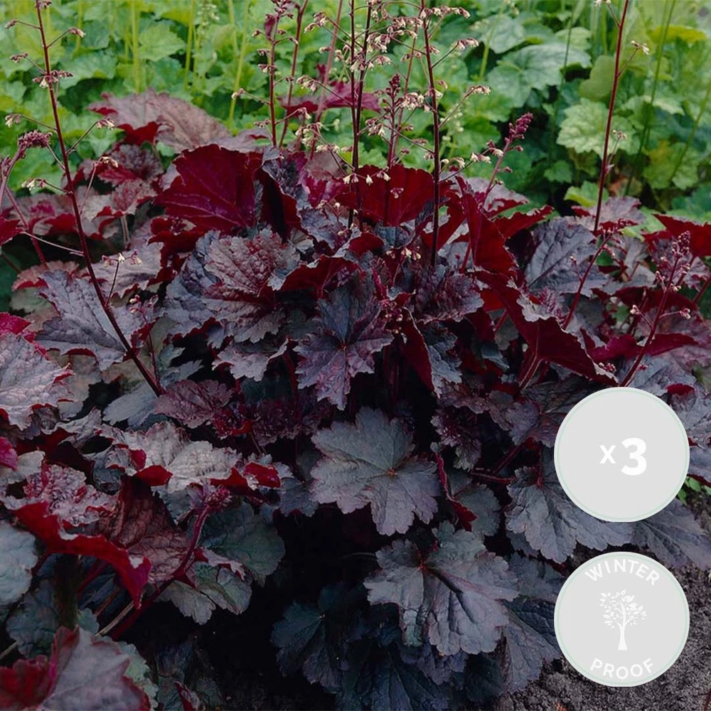 3x Heuchera Micrantha 'palace Purple' - Purple Bell - Vivace - Rustique – ⌀9 Cm - ↕10-15 Cm 1 3x Heuchera Micrantha 'palace Purple' - Purple Bell - Vivace - Rustique – ⌀9 Cm - ↕10-15 Cm