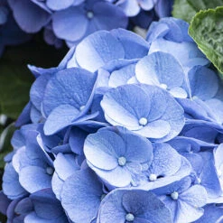3x Hydrangea Macrophylla 'early Blue' - Hortensia - Arbuste - Rustique – ⌀10.5 Cm - ↕20-25 Cm 7 3x Hydrangea Macrophylla 'early Blue' - Hortensia - Arbuste - Rustique – ⌀10.5 Cm - ↕20-25 Cm -Emerald Soldes 640b756fa338e5.53285935