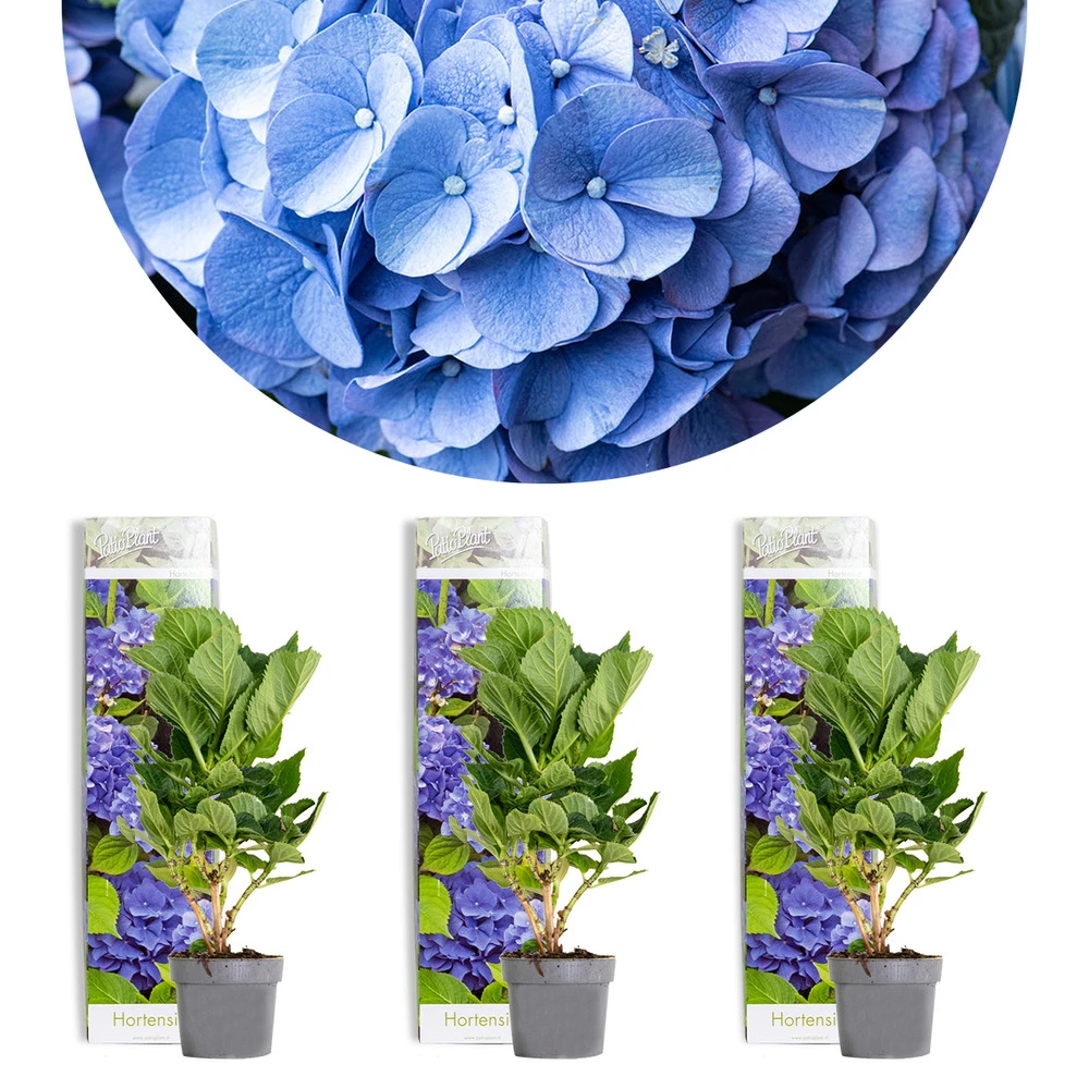 3x Hydrangea Macrophylla 'early Blue' - Hortensia - Arbuste - Rustique – ⌀10.5 Cm - ↕20-25 Cm 1 3x Hydrangea Macrophylla 'early Blue' - Hortensia - Arbuste - Rustique – ⌀10.5 Cm - ↕20-25 Cm