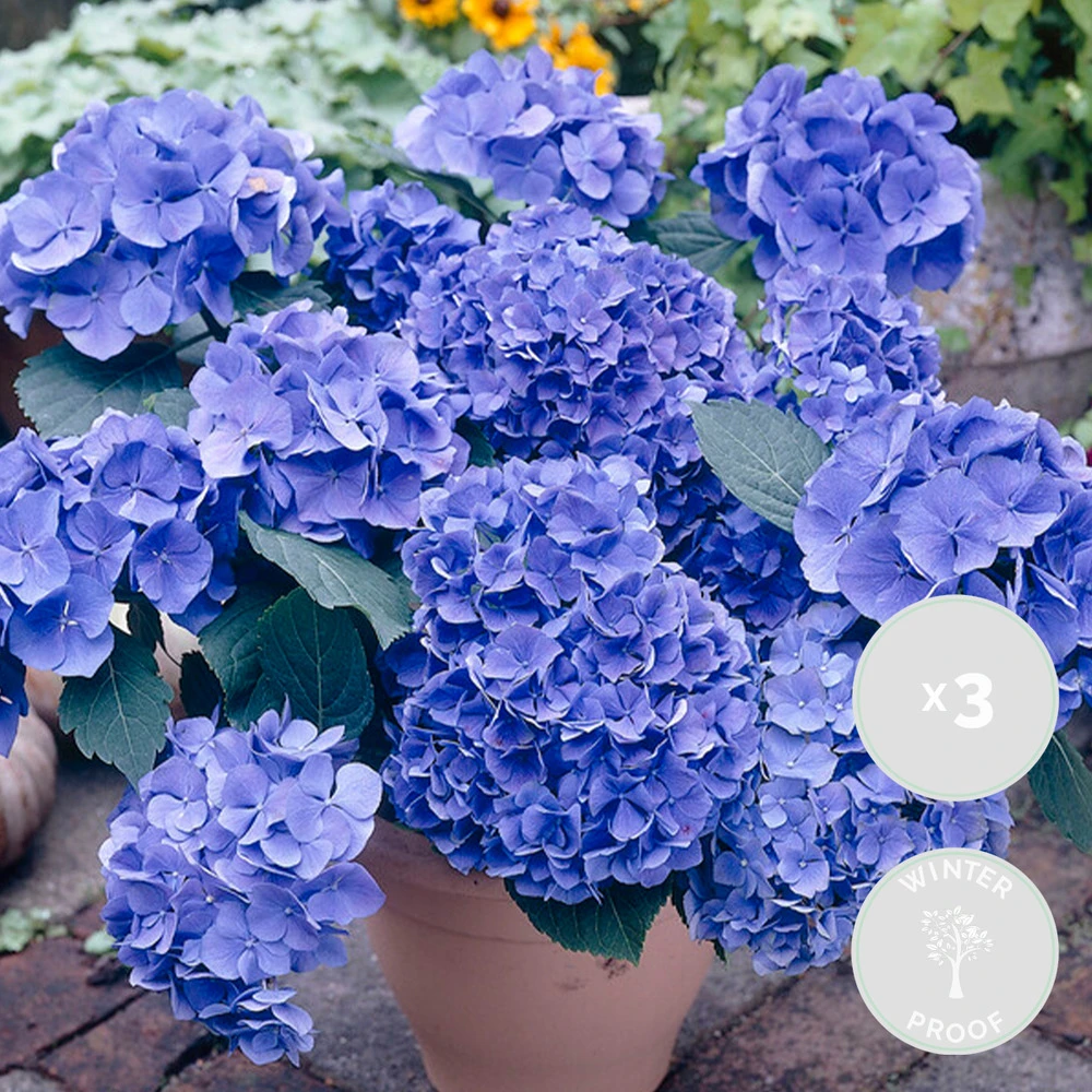 3x Hydrangea Macrophylla 'early Blue' - Hortensia - Arbuste - Rustique – ⌀10.5 Cm - ↕20-25 Cm 2 3x Hydrangea Macrophylla 'early Blue' - Hortensia - Arbuste - Rustique – ⌀10.5 Cm - ↕20-25 Cm – Image 2