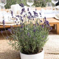 6x Lavandula Angustifolia 'ardèche Blue' - Lavande - Arbuste - Rustique – ⌀10.5 Cm - ↕10-15 Cm 9 6x Lavandula Angustifolia 'ardèche Blue' - Lavande - Arbuste - Rustique – ⌀10.5 Cm - ↕10-15 Cm -Emerald Soldes 640b7571988de7.68158585
