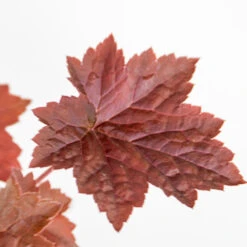 6x Heuchera Micrantha 'palace Purple' - Purple Bell - Vivace - Rustique – ⌀9 Cm - ↕10-15 Cm 9 6x Heuchera Micrantha 'palace Purple' - Purple Bell - Vivace - Rustique – ⌀9 Cm - ↕10-15 Cm -Emerald Soldes 640b75729e97f1.79834688