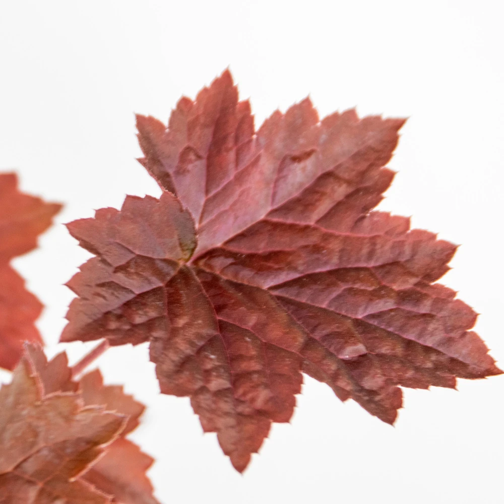 6x Heuchera Micrantha 'palace Purple' - Purple Bell - Vivace - Rustique – ⌀9 Cm - ↕10-15 Cm 5 6x Heuchera Micrantha 'palace Purple' - Purple Bell - Vivace - Rustique – ⌀9 Cm - ↕10-15 Cm – Image 5