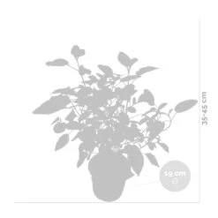 Hydrangea Paniculata 'little Lime' - Hortensia Panache - Arbuste - Rustique – ⌀19 Cm - ↕35-45 Cm 8 Hydrangea Paniculata 'little Lime' - Hortensia Panache - Arbuste - Rustique – ⌀19 Cm - ↕35-45 Cm -Emerald Soldes 640b75758fba68.03143954