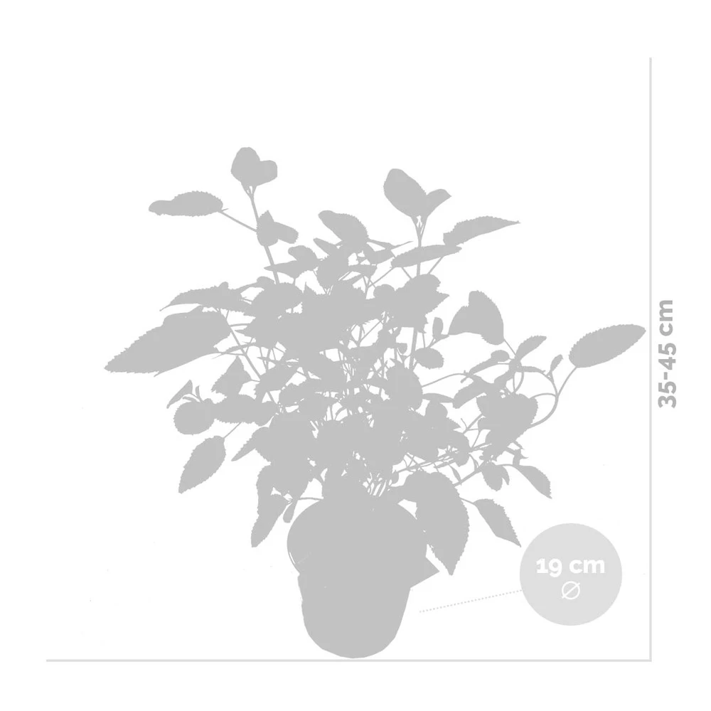 Hydrangea Paniculata 'little Lime' - Hortensia Panache - Arbuste - Rustique – ⌀19 Cm - ↕35-45 Cm 4 Hydrangea Paniculata 'little Lime' - Hortensia Panache - Arbuste - Rustique – ⌀19 Cm - ↕35-45 Cm – Image 4