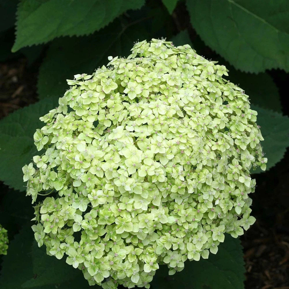 Hydrangea Paniculata 'little Lime' - Hortensia Panache - Arbuste - Rustique – ⌀19 Cm - ↕35-45 Cm 3 Hydrangea Paniculata 'little Lime' - Hortensia Panache - Arbuste - Rustique – ⌀19 Cm - ↕35-45 Cm – Image 3