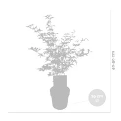 2x Acer Shirasawanum 'moonrise' - érable Du Japon - Arbuste - Rustique - ⌀19 Cm - ↕40-50 Cm -Emerald Soldes 640b75778741e7.39248989