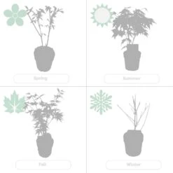 2x Acer Shirasawanum 'moonrise' - érable Du Japon - Arbuste - Rustique - ⌀19 Cm - ↕40-50 Cm -Emerald Soldes 640b75778df031.60935588