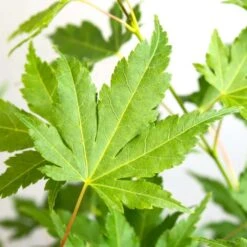 Acer Palmatum 'going Green' - érable Du Japon - Arbuste - Rustique – ⌀10,5 Cm - ↕25-30 Cm -Emerald Soldes 640b7579d22548.51765392