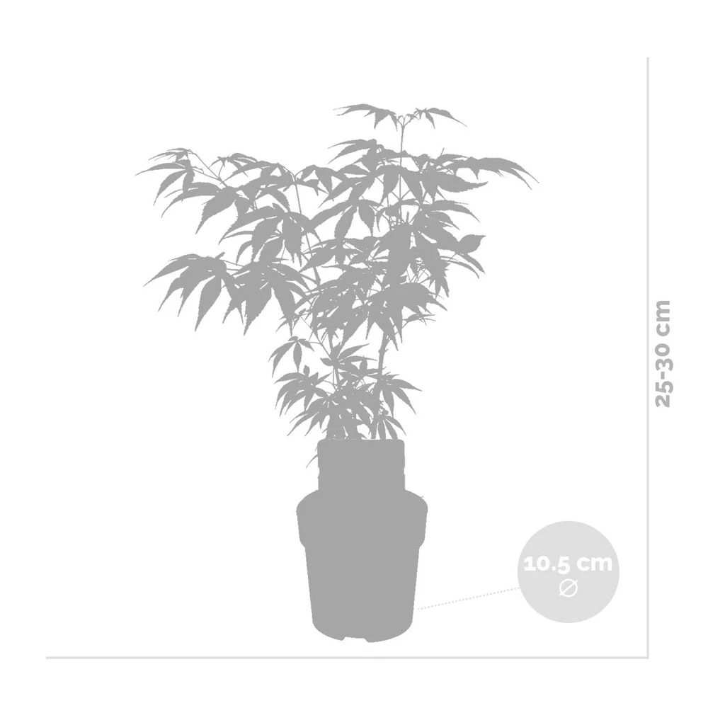 Acer Palmatum 'butterfly' – érable Du Japon – Arbuste – Rustique – ⌀10,5 Cm - ↕25-30 Cm 3 Acer Palmatum 'butterfly' – érable Du Japon – Arbuste – Rustique – ⌀10,5 Cm - ↕25-30 Cm – Image 3