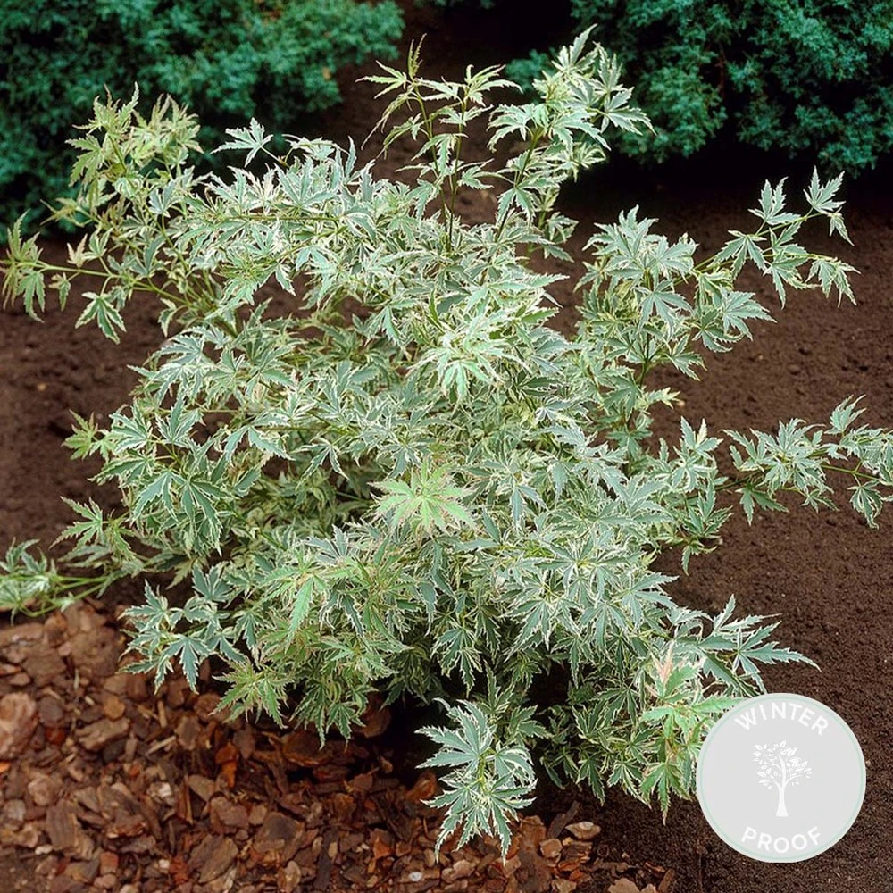 Acer Palmatum 'butterfly' – érable Du Japon – Arbuste – Rustique – ⌀10,5 Cm - ↕25-30 Cm 2 Acer Palmatum 'butterfly' – érable Du Japon – Arbuste – Rustique – ⌀10,5 Cm - ↕25-30 Cm – Image 2