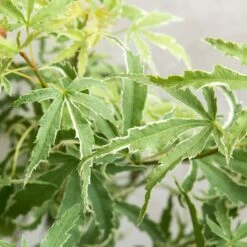 Acer Palmatum 'butterfly' – érable Du Japon – Arbuste – Rustique – ⌀10,5 Cm - ↕25-30 Cm 7 Acer Palmatum 'butterfly' – érable Du Japon – Arbuste – Rustique – ⌀10,5 Cm - ↕25-30 Cm -Emerald Soldes 640b75843c0702.39679487