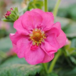 3x Fragaria 'pink Summer Breeze' – Fraisier – Entretien Facile – ⌀10,5 Cm - ↕15-20 Cm -Emerald Soldes 640b77ba252ea0.06918409