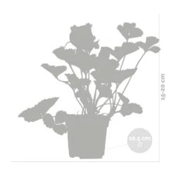 3x Fragaria 'snow Summer Breeze' – Fraisier – Entretien Facile – ⌀10,5 Cm - ↕15-20 Cm -Emerald Soldes 640b77bf29ba88.10497191