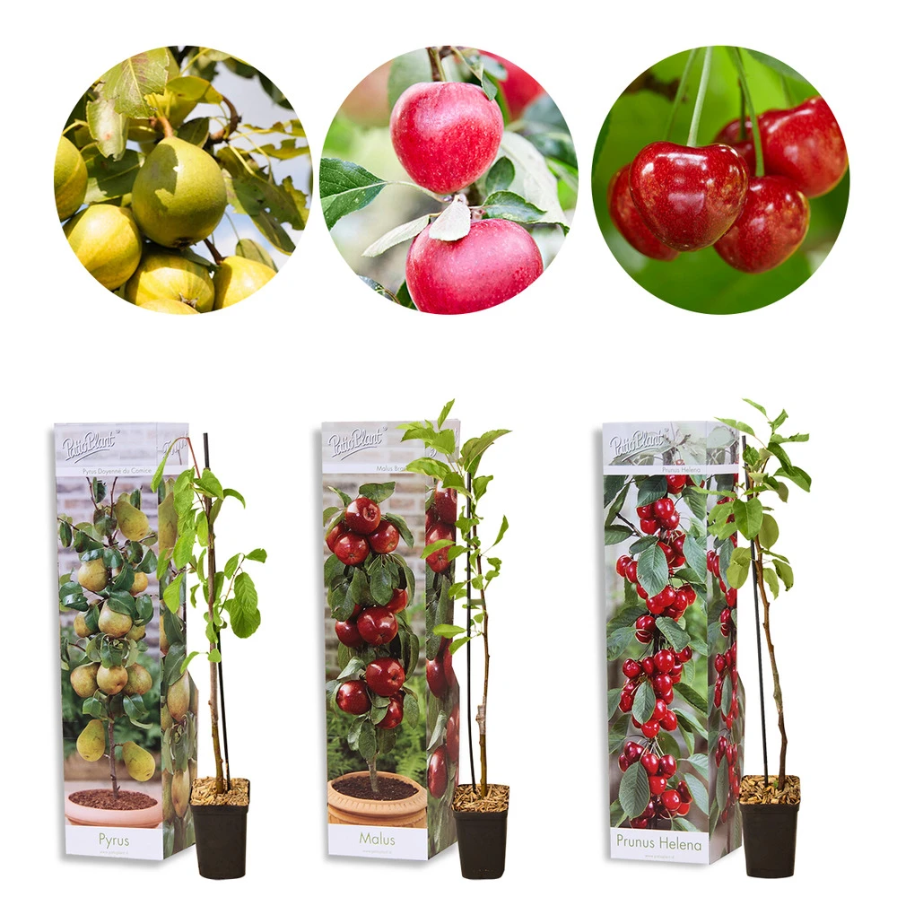 3x Mini Fruit Mix – Arbres Fruitiers – Facile D'entretien – ⌀9 Cm - ↕30-35 Cm 1 3x Mini Fruit Mix – Arbres Fruitiers – Facile D'entretien – ⌀9 Cm - ↕30-35 Cm