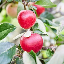 3x Mini Fruit Mix – Arbres Fruitiers – Facile D'entretien – ⌀9 Cm - ↕30-35 Cm 7 3x Mini Fruit Mix – Arbres Fruitiers – Facile D'entretien – ⌀9 Cm - ↕30-35 Cm -Emerald Soldes 640b77c3b6c818.93588649