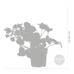 3x Fragaria 'red Summer Breeze' – Fraisier – Entretien Facile – ⌀10,5 Cm - ↕15-20 Cm 6 3x Fragaria 'red Summer Breeze' – Fraisier – Entretien Facile – ⌀10,5 Cm - ↕15-20 Cm -Emerald Soldes 640b77c82882e9.60853617