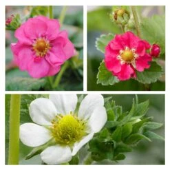 3x Fragaria Summer Breeze Mix – Fraisier – Facile D'entretien – ⌀10,5 Cm - ↕15-20 Cm -Emerald Soldes 640b77c9259ff8.65399678