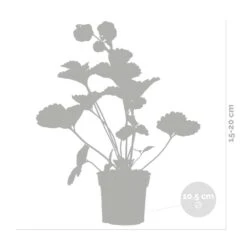 3x Fragaria Summer Breeze Mix – Fraisier – Facile D'entretien – ⌀10,5 Cm - ↕15-20 Cm -Emerald Soldes 640b77c92afa69.12136221