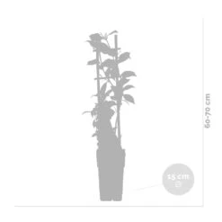 Glycine 'alba' - Glycine - Blanche - Plante Grimpante - Peu D'entretien – ⌀15 Cm - ↕60-70 Cm -Emerald Soldes 640b77ee91c3f8.77804295