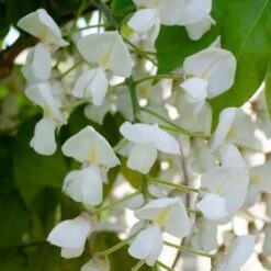 Glycine 'alba' - Glycine - Blanche - Plante Grimpante - Peu D'entretien – ⌀15 Cm - ↕60-70 Cm -Emerald Soldes 640b77ee9a9c91.55898231