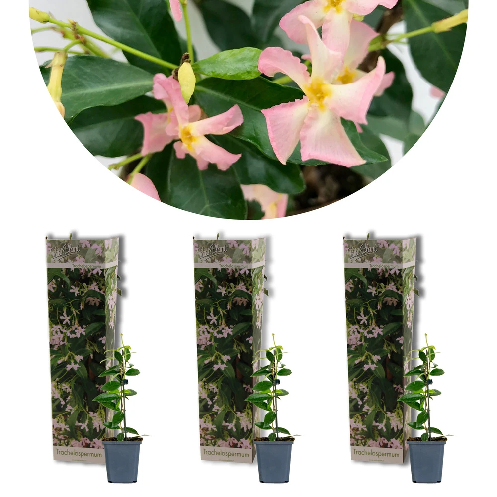 3x Trachelospermum 'pink Showers' – Jasmin De Toscane – Plante Grimpante – ⌀9 Cm - ↕15-20 Cm 1 3x Trachelospermum 'pink Showers' – Jasmin De Toscane – Plante Grimpante – ⌀9 Cm - ↕15-20 Cm