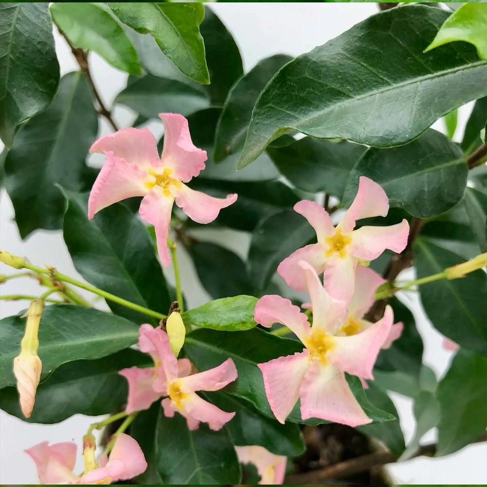 3x Trachelospermum 'pink Showers' – Jasmin De Toscane – Plante Grimpante – ⌀9 Cm - ↕15-20 Cm 4 3x Trachelospermum 'pink Showers' – Jasmin De Toscane – Plante Grimpante – ⌀9 Cm - ↕15-20 Cm – Image 4