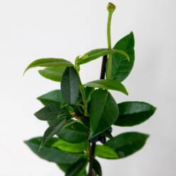 3x Trachelospermum Jasminoides – Jasmin De Toscane – Plante Grimpante – Rustique – ⌀9 Cm - ↕15-20 Cm 9 3x Trachelospermum Jasminoides – Jasmin De Toscane – Plante Grimpante – Rustique – ⌀9 Cm - ↕15-20 Cm -Emerald Soldes 640b77fdc53058.17205332