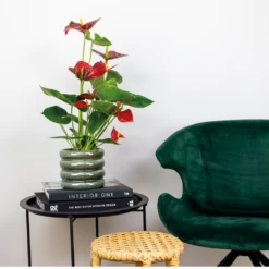 2x Anthurium 'aristo' Red– Flamingo Plant - Facile D'entretien - ⌀14 Cm - ↕45-55 Cm 8 2x Anthurium 'aristo' Red– Flamingo Plant - Facile D'entretien - ⌀14 Cm - ↕45-55 Cm -Emerald Soldes 640b783e502989.76282242