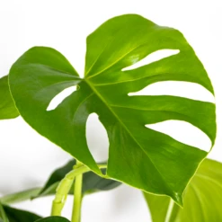 Monstera Deliciosa Incl. Panier En Jonc De Mer - Purificateur D'air - ⌀21 Cm - ↕70-80 Cm 7 Monstera Deliciosa Incl. Panier En Jonc De Mer - Purificateur D'air - ⌀21 Cm - ↕70-80 Cm -Emerald Soldes 640b7868eff439.97881237