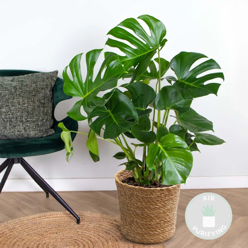 Monstera Deliciosa Incl. Panier En Jonc De Mer - Purificateur D'air - ⌀21 Cm - ↕70-80 Cm 2 Monstera Deliciosa Incl. Panier En Jonc De Mer - Purificateur D'air - ⌀21 Cm - ↕70-80 Cm – Image 2