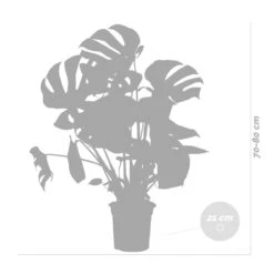 Monstera Deliciosa Incl. Panier En Jonc De Mer - Purificateur D'air - ⌀21 Cm - ↕70-80 Cm 9 Monstera Deliciosa Incl. Panier En Jonc De Mer - Purificateur D'air - ⌀21 Cm - ↕70-80 Cm -Emerald Soldes 640b78690602c8.25143099