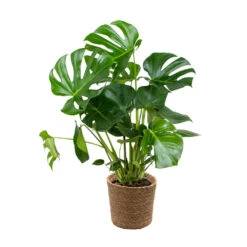 Monstera Deliciosa Incl. Panier En Jonc De Mer - Purificateur D'air - ⌀21 Cm - ↕70-80 Cm