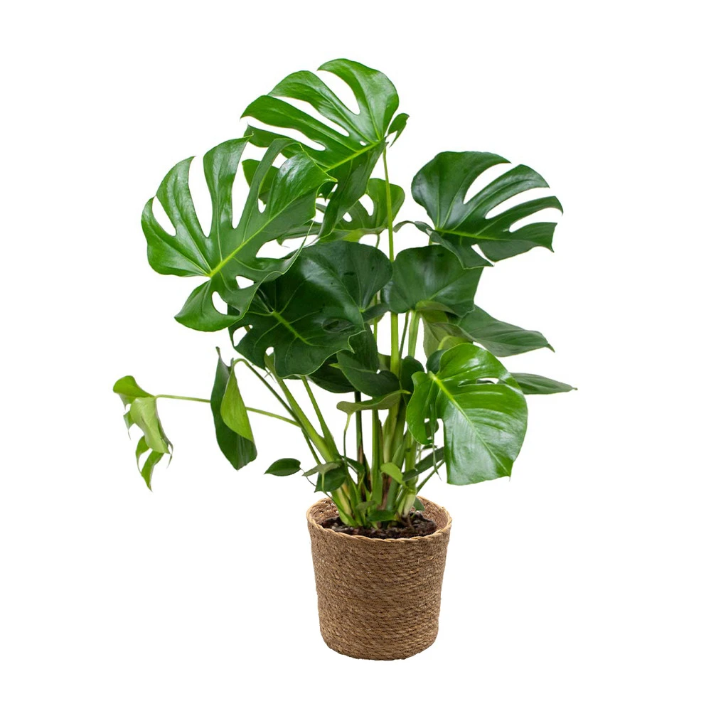 Monstera Deliciosa Incl. Panier En Jonc De Mer - Purificateur D'air - ⌀21 Cm - ↕70-80 Cm 1 Monstera Deliciosa Incl. Panier En Jonc De Mer - Purificateur D'air - ⌀21 Cm - ↕70-80 Cm