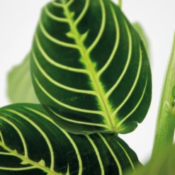 Maranta Lemon Lime – Plante De Prière – Plante D'intérieur – Purificateur D'air – ⌀12cm –↕10-15cm -Emerald Soldes 640b786e004742.79640543
