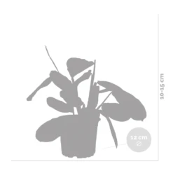 Maranta Lemon Lime – Plante De Prière – Plante D'intérieur – Purificateur D'air – ⌀12cm –↕10-15cm -Emerald Soldes 640b786e0d5cb2.39616864