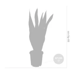 2x Sansevieria 'laurentii' Xl – Langue De Dame – Succulente – Facile à Entretenir – ⌀17cm – ↕55-65 Cm 7 2x Sansevieria 'laurentii' Xl – Langue De Dame – Succulente – Facile à Entretenir – ⌀17cm – ↕55-65 Cm -Emerald Soldes 640b787fb1b790.19239259