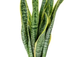 2x Sansevieria 'laurentii' Xl – Langue De Dame – Succulente – Facile à Entretenir – ⌀17cm – ↕55-65 Cm 6 2x Sansevieria 'laurentii' Xl – Langue De Dame – Succulente – Facile à Entretenir – ⌀17cm – ↕55-65 Cm -Emerald Soldes 640b787fb489e7.70309484