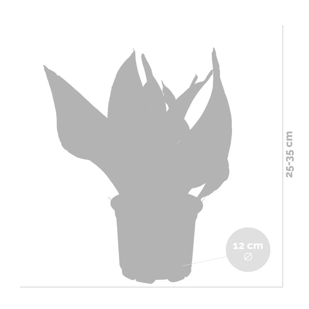 Sansevieria 'laurentii' – Sansevieria – Succulente – Peu D'entretien – ⌀12cm – ↕25-35cm 4 Sansevieria 'laurentii' – Sansevieria – Succulente – Peu D'entretien – ⌀12cm – ↕25-35cm – Image 4