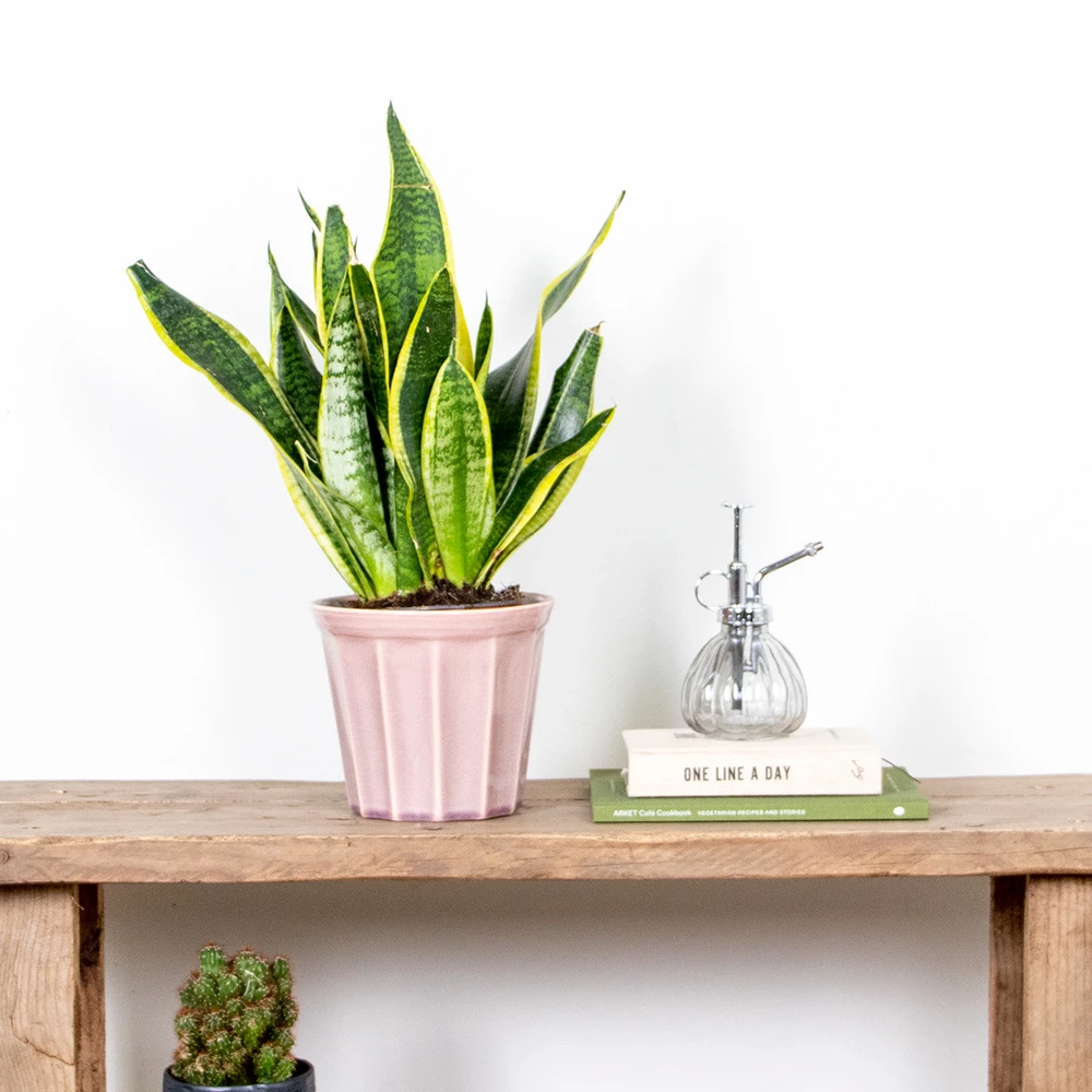 Sansevieria 'laurentii' – Sansevieria – Succulente – Peu D'entretien – ⌀12cm – ↕25-35cm 2 Sansevieria 'laurentii' – Sansevieria – Succulente – Peu D'entretien – ⌀12cm – ↕25-35cm – Image 2