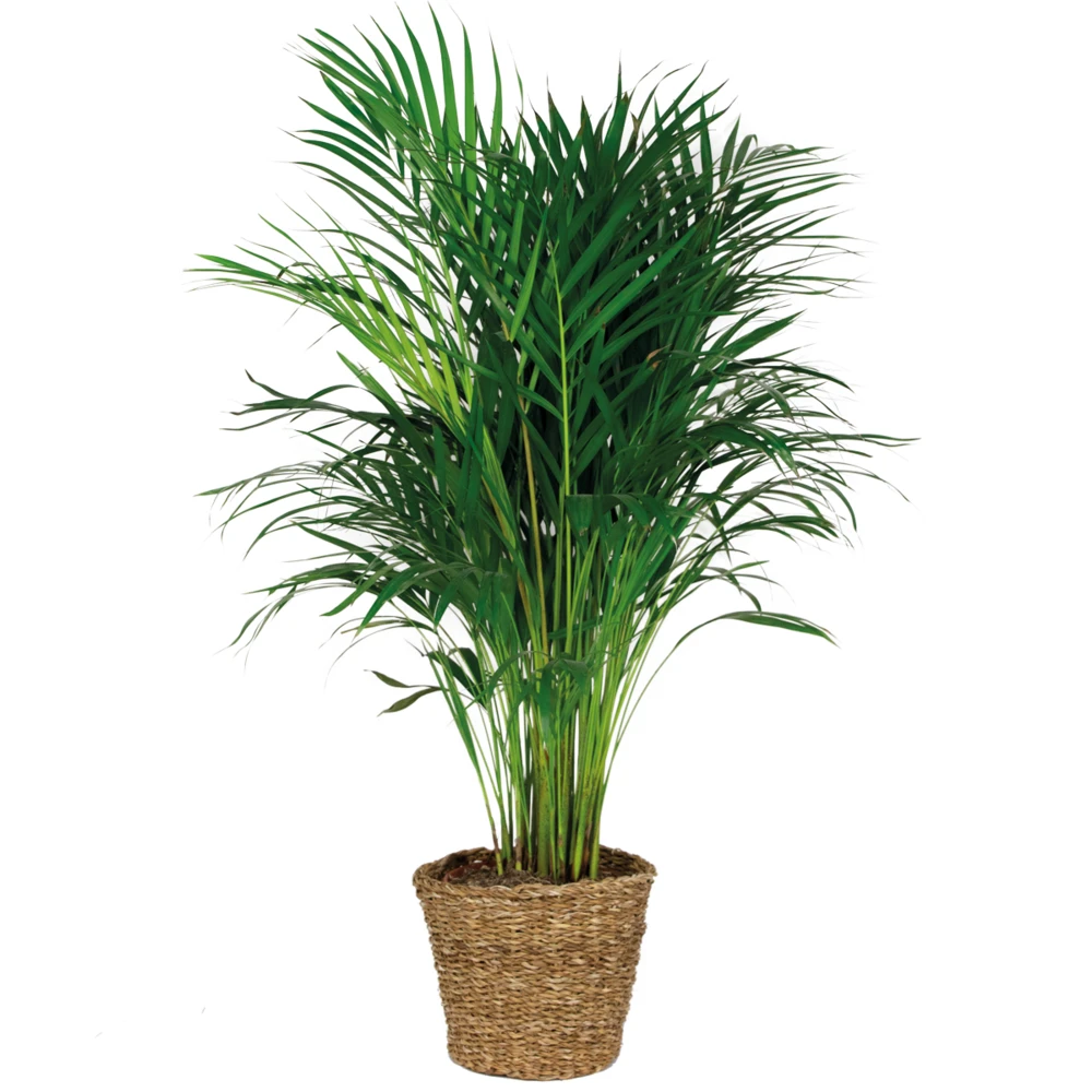 Dypsis Lutescens Incl. Panier En Jonc De Mer - Facile D'entretien - ⌀21 Cm - ↕100-110 Cm 1 Dypsis Lutescens Incl. Panier En Jonc De Mer - Facile D'entretien - ⌀21 Cm - ↕100-110 Cm